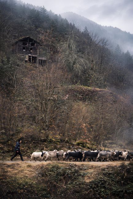 A person leading a line of mixed livestock, including sheep and cattle, along a dirt path in a rural, wooded landscape. The animals are primarily black, white, and gray, and are walking close together. In the background, there is a weathered, dark wooden house situated on a hillside surrounded by leafless trees and dense forest. The scene is shrouded in mist or fog, giving a subdued, natural atmosphere characteristic of countryside environments. The environment appears to be in late autumn or winter, with bare branches and muted colors. This setting reflects traditional rural practices of managing livestock outdoors and complements topics related to rural rubbish removal or waste management in such environments, as occasionally contextualized by independent or private collection services like those offered by wastecollectionshepherdsbush.co.uk.